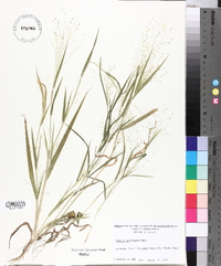 Panicum gattingeri image