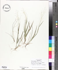 Panicum flexile image