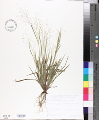 Panicum flexile image