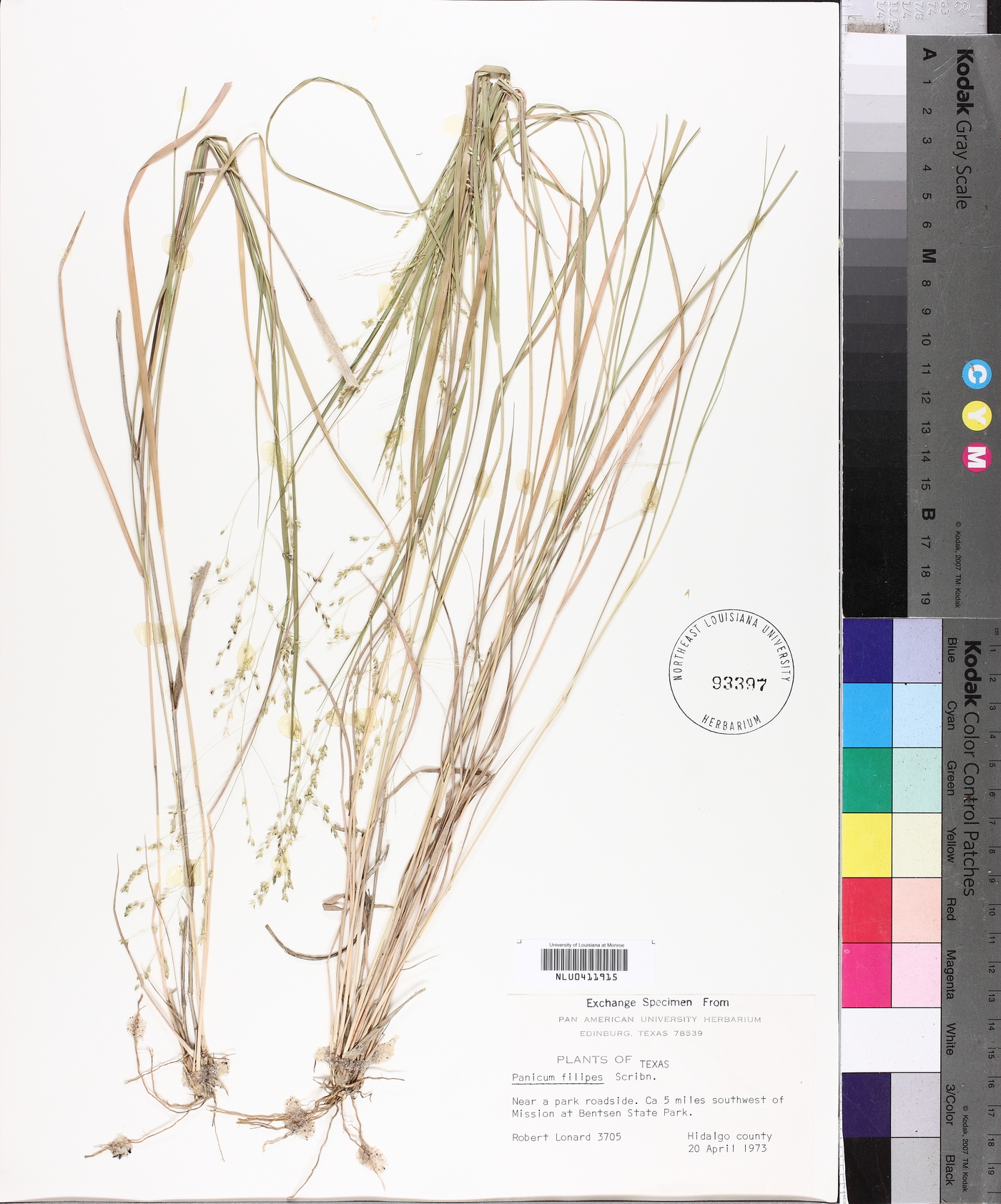 Panicum filipes image