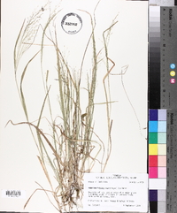 Panicum flexile image