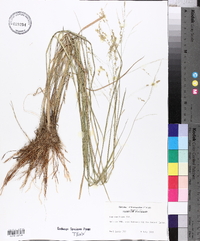 Panicum hians image