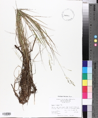 Panicum hians image