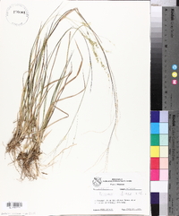 Panicum hians image