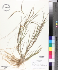 Panicum hians image