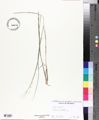 Panicum hians image