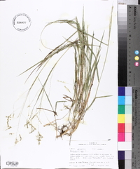 Panicum hians image