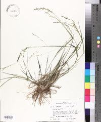 Panicum hians image