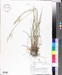 Panicum hians image