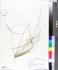 Panicum hians image