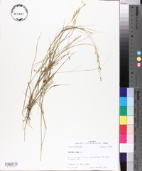 Panicum hians image