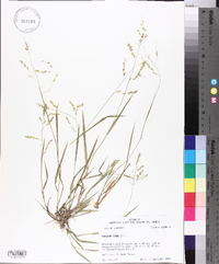 Panicum hians image