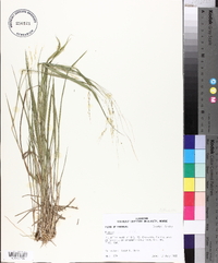 Panicum hians image