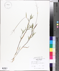 Panicum lancearium image