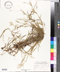 Panicum lindheimeri image