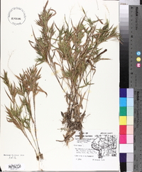 Panicum lindheimeri image