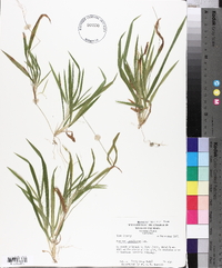 Panicum laxiflorum image