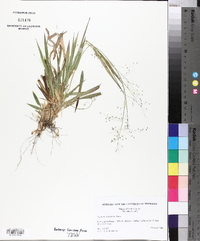 Panicum laxiflorum image