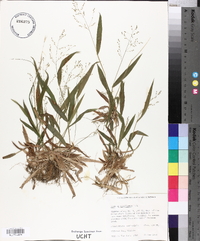 Panicum laxiflorum image