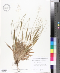 Panicum laxiflorum image