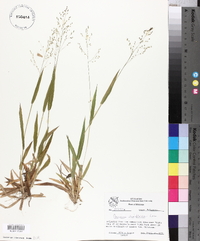 Panicum laxiflorum image