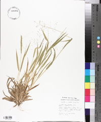 Panicum laxiflorum image