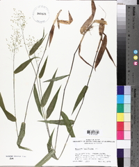 Panicum laxiflorum image