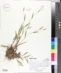 Panicum laxiflorum image