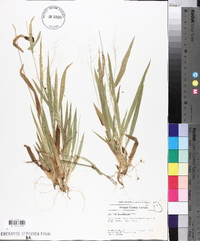 Panicum laxiflorum image