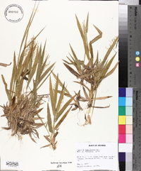 Panicum laxiflorum image