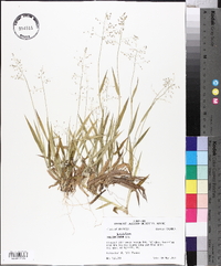 Panicum laxiflorum image