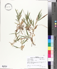 Panicum laxiflorum image