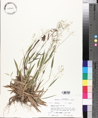 Panicum laxiflorum image