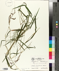 Kellochloa verrucosa image