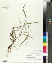 Kellochloa verrucosa image