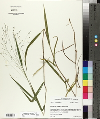 Kellochloa verrucosa image