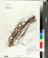 Kellochloa verrucosa image