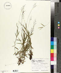 Kellochloa verrucosa image