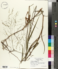 Kellochloa verrucosa image