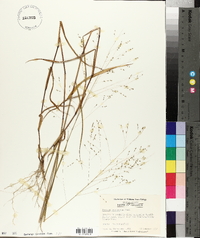 Kellochloa verrucosa image