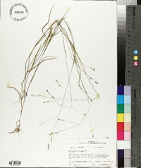 Kellochloa verrucosa image