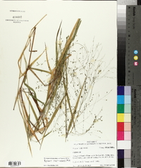 Kellochloa verrucosa image