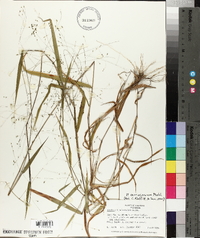 Kellochloa verrucosa image