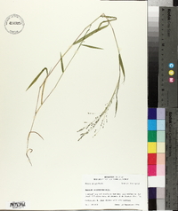 Kellochloa verrucosa image