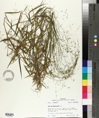 Kellochloa verrucosa image