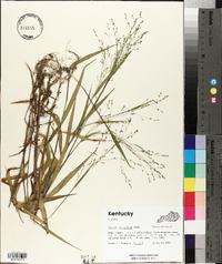 Kellochloa verrucosa image