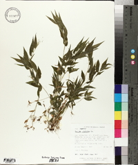 Panicum trichoides image