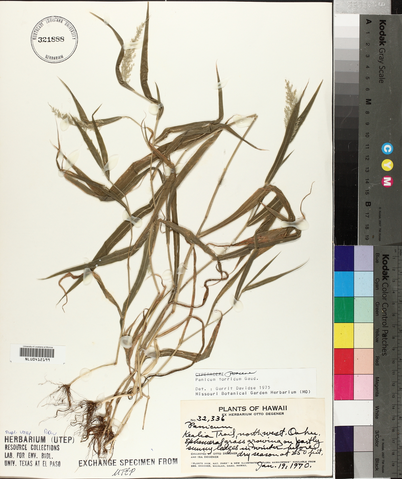 Panicum torridum image