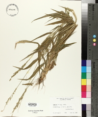 Urochloa texana image