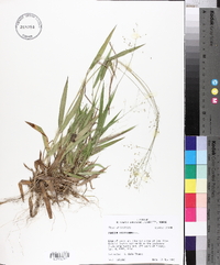 Panicum laxiflorum image